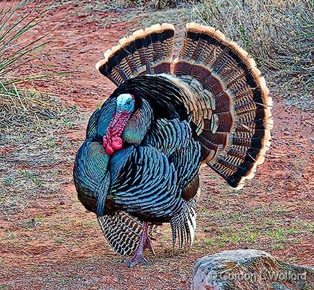 Wild Turkey_33055.jpg - Photographed at Palo Duro Canyon State Park south of Amarillo, Texas, USA. 